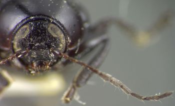 Media type: image;   Entomology 5044 Aspect: head frontal view